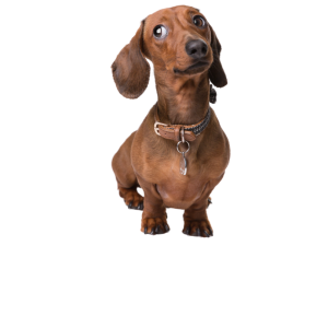 Alimento para Perros