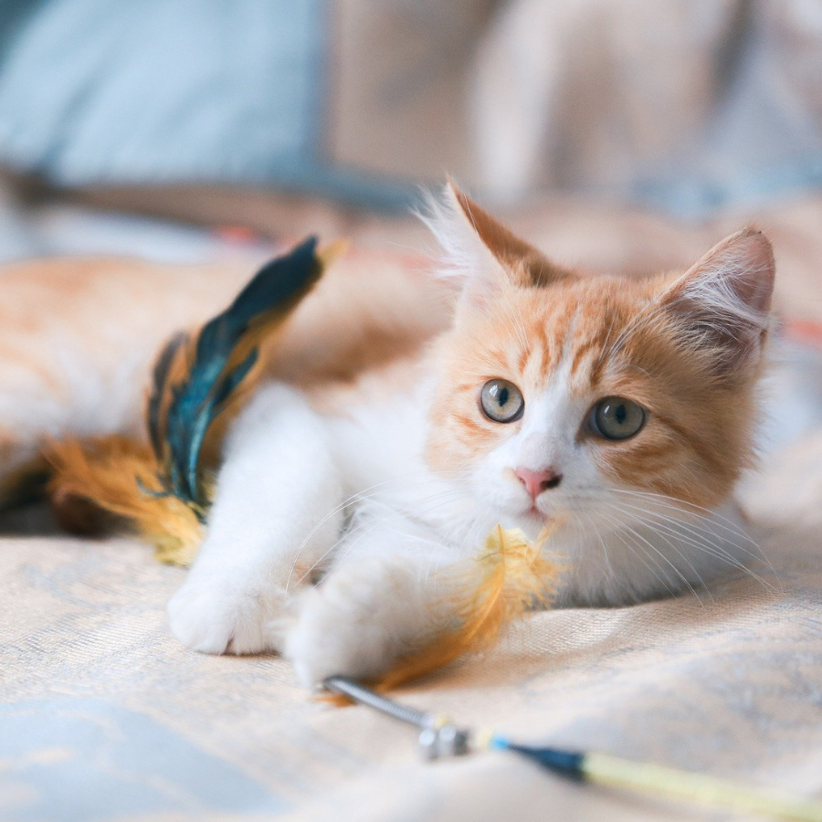 gatito jugando