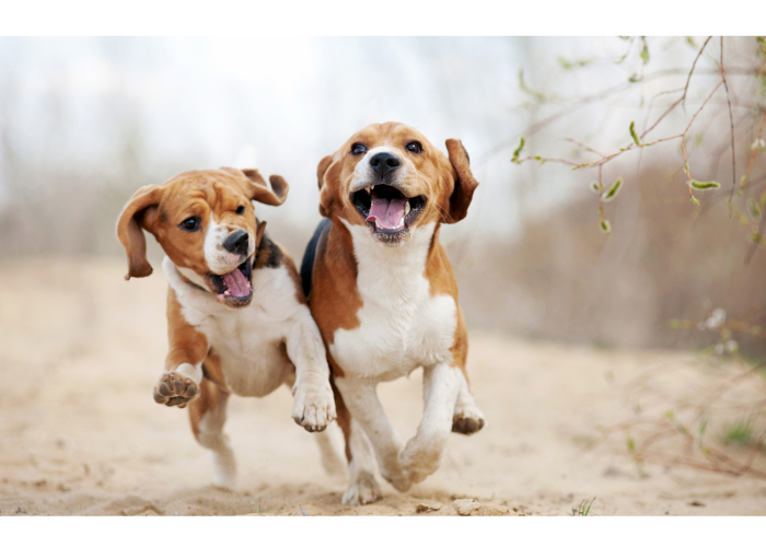 perros-corriendo-1
