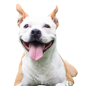 Snack para Perros