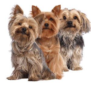 Para Perros