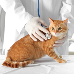 Vet Care Gatos