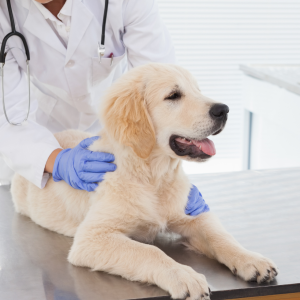 Vet Care Perros