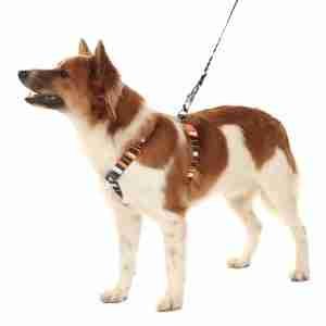 TOH Pack Arnés H + Correa Ajustable Eclipse para Perros - Imagen 2