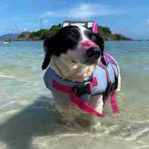 Protector Solar para Mascotas Make Me Bluish 30g - docg. - Imagen 2