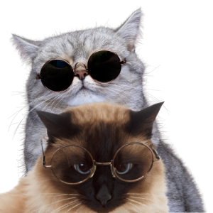 Accesorios para Gatos