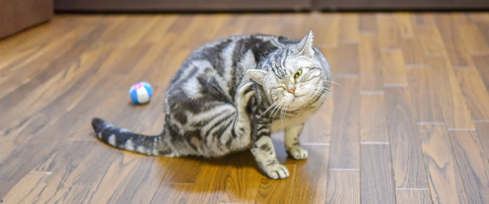 alergias en perros y gatos beneficios del alimento grain free