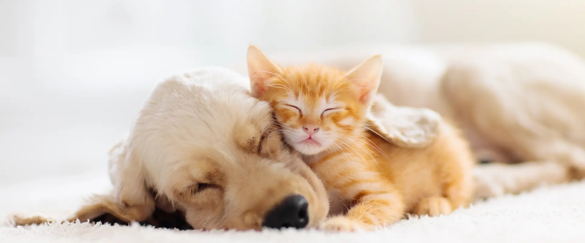 antioxidantes naturales clave para la longevidad de tu mascota