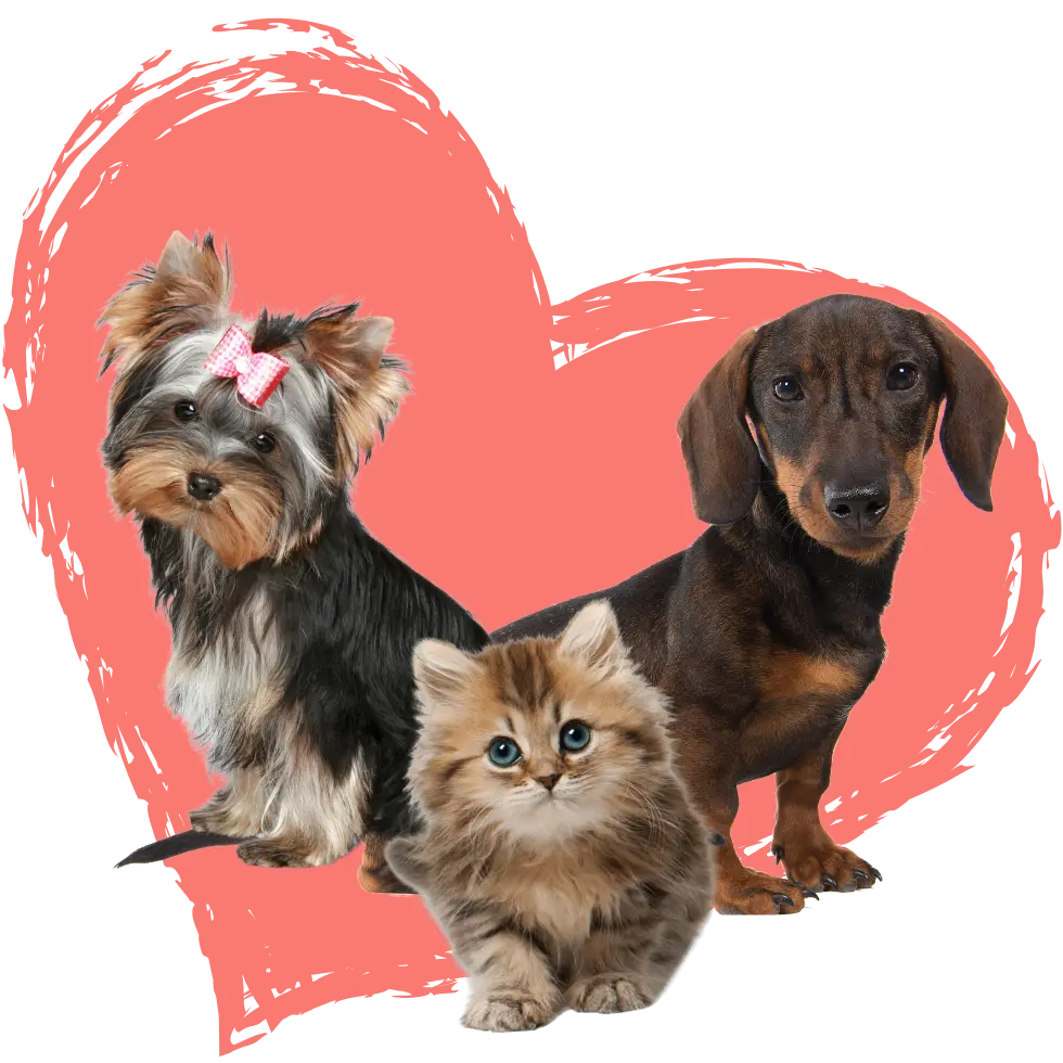 Perro salchicha, gato y perro pequeño frente a un corazón rosado, representando el cariño y cuidado de Corazón Mascota, tienda online en Chile especializada en productos para perros y gatos.