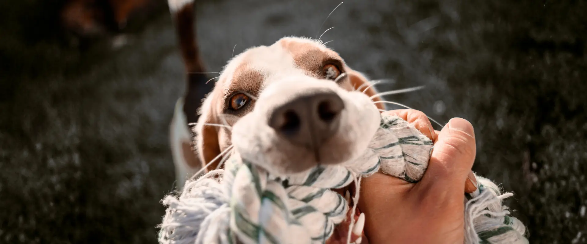 cómo mejorar el bienestar de tu perro en casa enriquecimiento ambiental