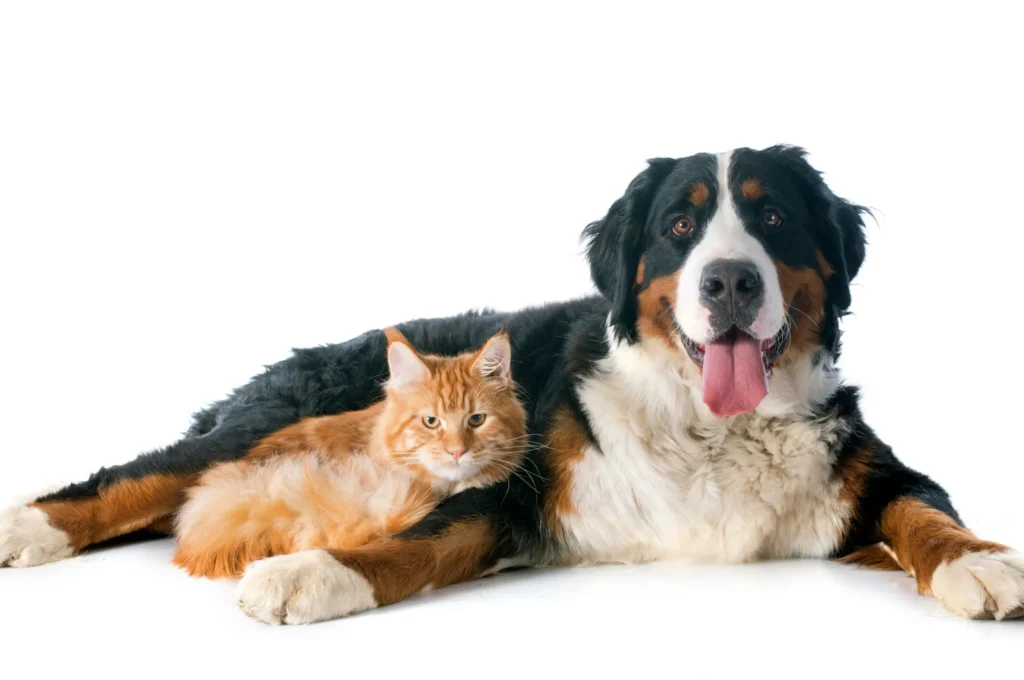 perro y gato fondo blanco