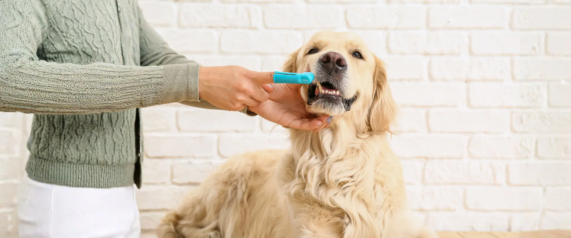 Imagen de perro mostrando cómo cuidar los dientes y prevenir el mal aliento de tu mascota