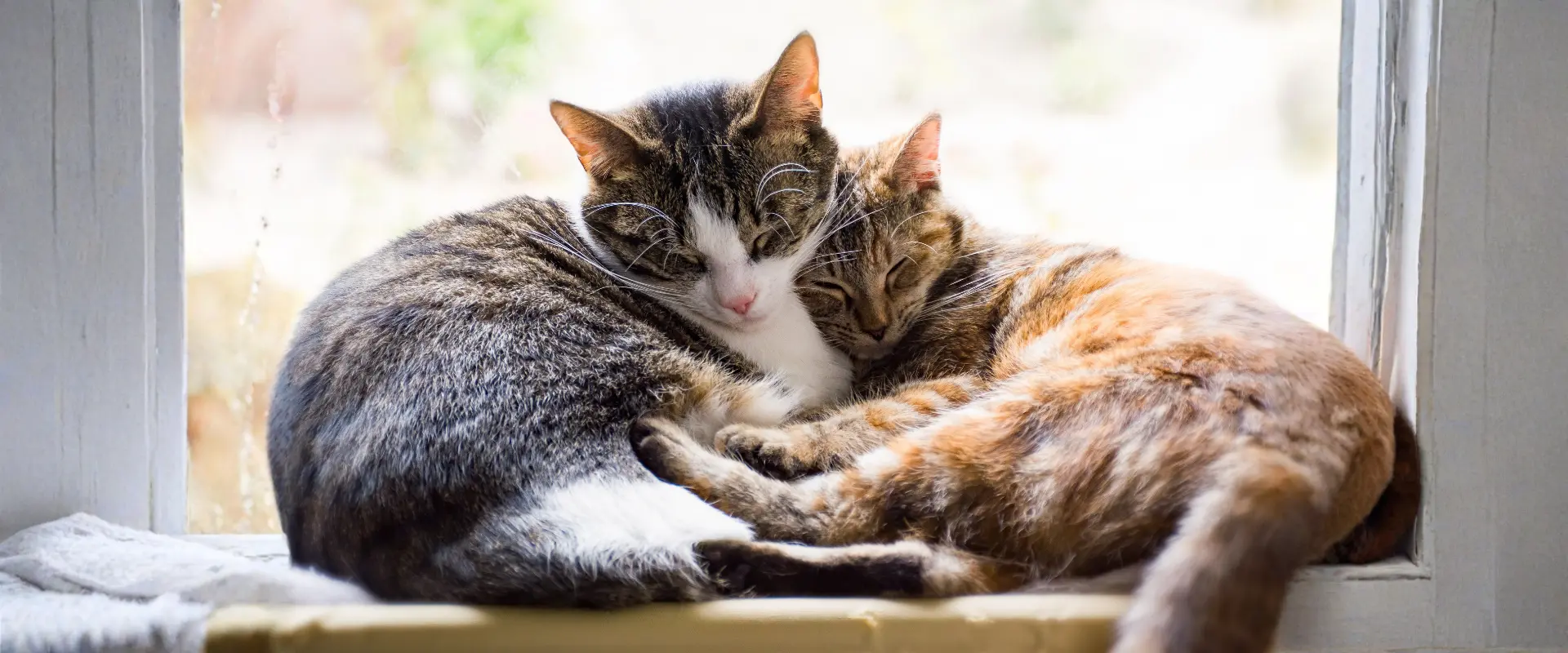 Imagen de dos gatitos acostados en frente de una ventana haciendose compañia en su molestia del tracto urinario