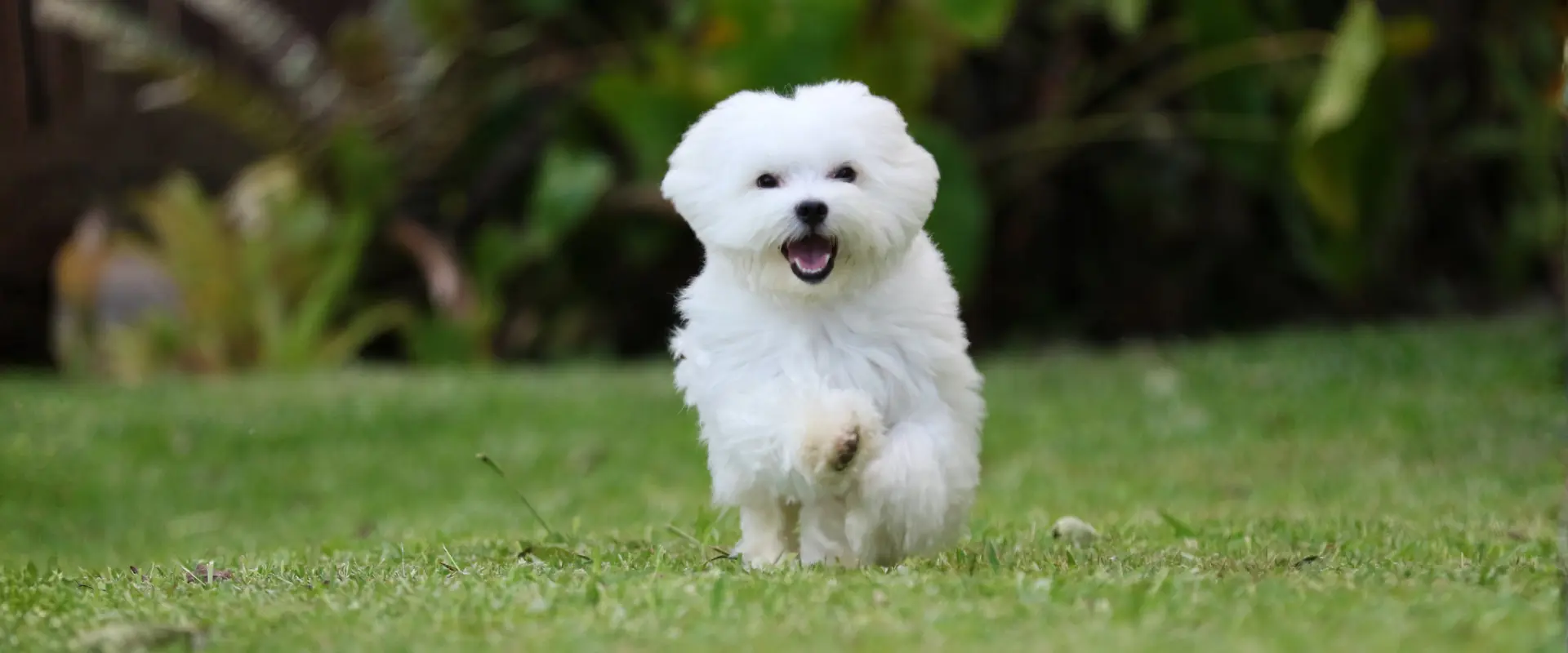 Perrito blanco, hermoso ,corriendo para mostrar los mejores ejercicios para perros de razas pequeñas