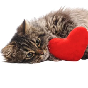 Alimento para Gatos