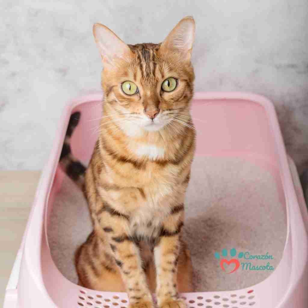 Cómo cuidar correctamente la caja de arena de tu gato guía completa y actualizada