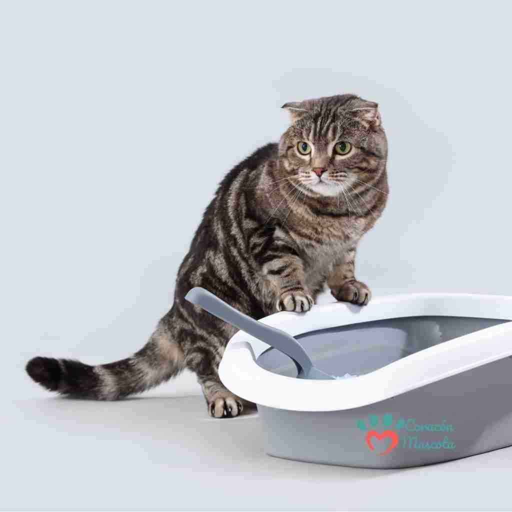 Cómo cuidar correctamente la caja de arena de tu gato guía completa y actualizada (2)