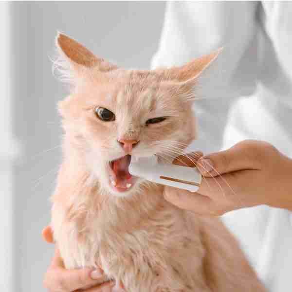 Cuidado de dientes de mascotas