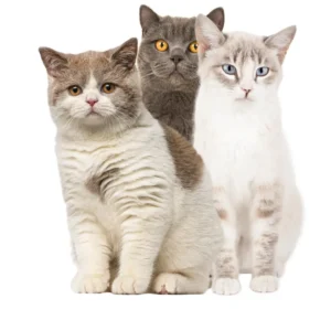 Para Gatos