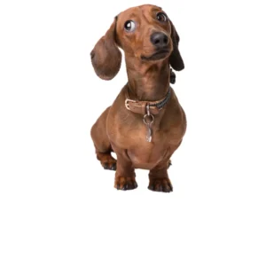 Alimento para Perros