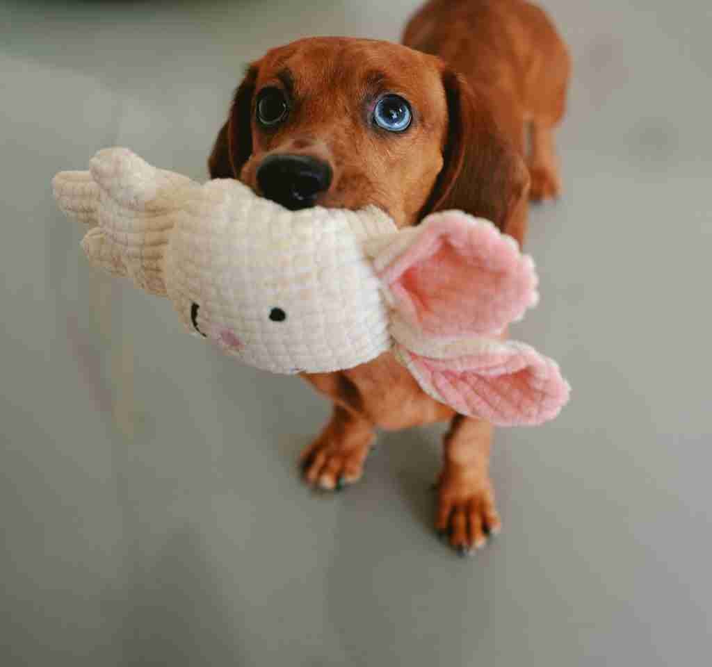 cachorro con peluche (2)