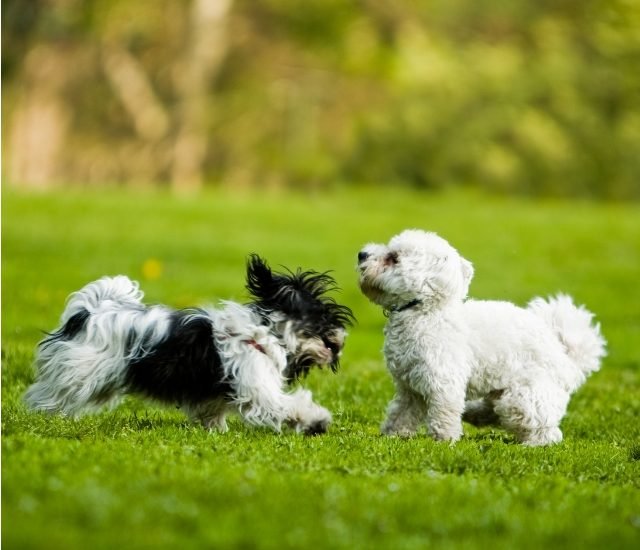 perros razas pequeñas jugando dos perros razas pequeñas, uno blanco y el oro blanco con negro jugando en el parque