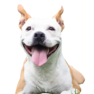 Snack para Perros
