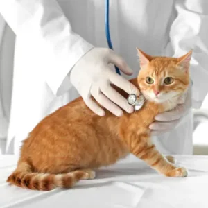 Vet Care Gatos